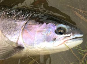 A Maitland River Steelhead ...