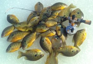 Sunfish While Ice Fishing in New York State ...