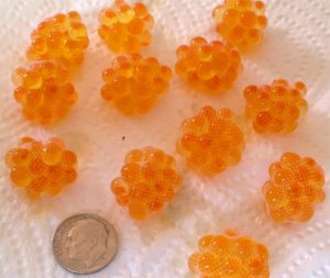 Dime Sized Rainbow Trout Roe Bags ...