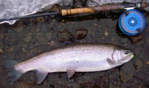 A North Shore Steelhead ...