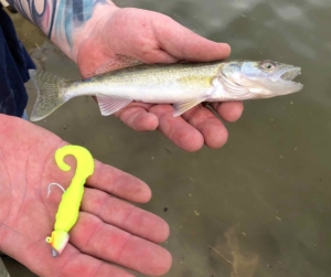 A Conestogo Lake Walleye ...