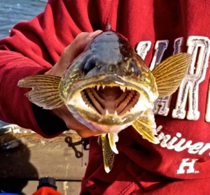 A “toothy" Walleye ...