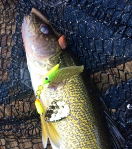 A Rice Lake Walleye on a Custom HLS Worm Harness ...