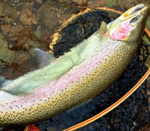 A Bronte Creek May Steelhead ...