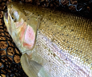 A Bronte Creek May Steelhead ...