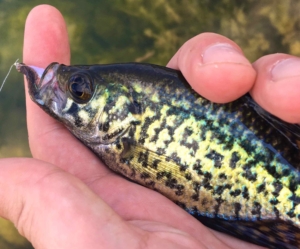 A small, but pretty Black Crappie ...