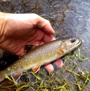 A Credit River Brook Trout ...