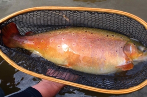 A HUGE Upper Grand River Brood Stock Brown Trout ...