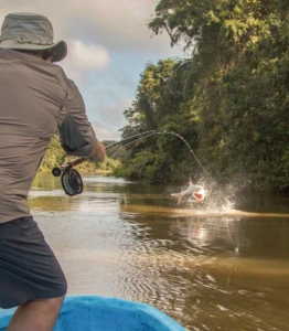 Battling a Tsimane Tarpon ...