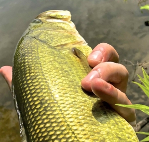 A Largemouth Bass Release ...