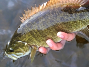 A Upper Grand River Smallmouth Bass ...