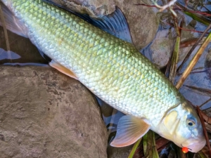 A Great Lakes Saugeen River Sucker on a HLS Custom UV Bead ...