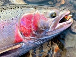 A Bulkley River, BC Steelhead on a Dry Fly ...