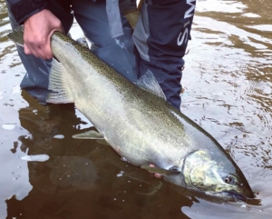 A Bronte Creek Chinook Salmon ...