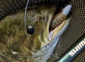 A Upper Saugeen River Smallmouth Bass ...