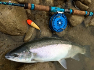 A Dandy Saugeen River Steelhead ...