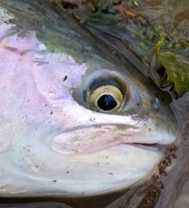 A Great Lakes Migratory Steelhead Hen Head ...