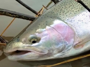 A Great Lakes Migratory Steelhead Hen Head ...