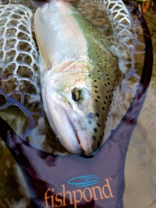 A Great Lakes Migratory Steelhead ...