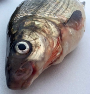 A Pair of Lake Simcoe Lake Whitefish While Ice Fishing ...