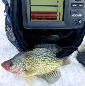 A “Dinner Plate” Crappie while Ice Fishing Belwood Lake ...