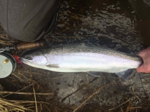 A Credit River Steelhead on the Swing ...