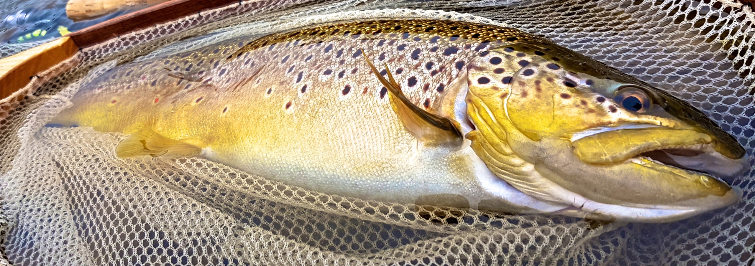 Streamers for Big Fall-Time Brown Trout – The First Cast – Hook