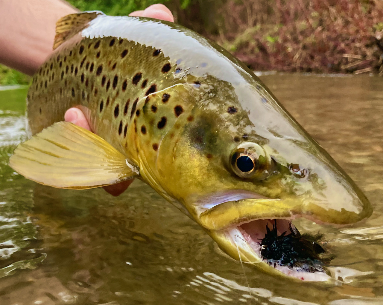 Streamers for Big Fall-Time Brown Trout – The First Cast – Hook